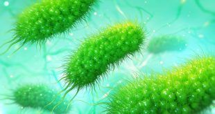 Científicos descubren que los virus pueden sobrevivir en agua dulce «haciendo autoestop» en microplásticos
